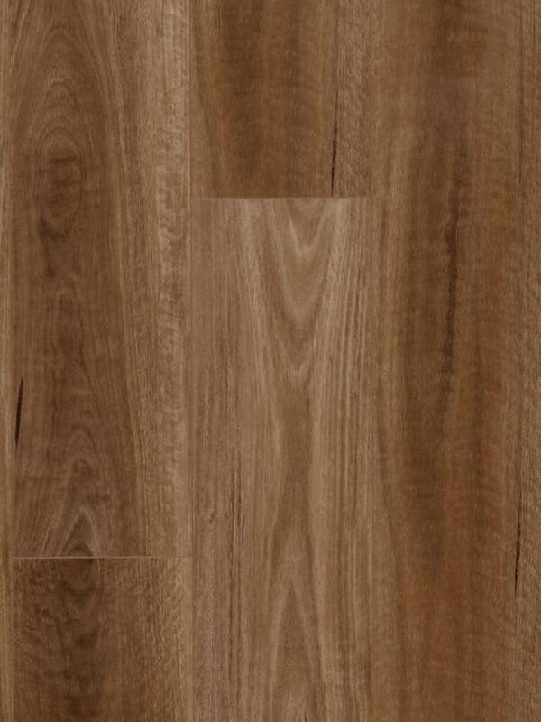Spotted Gum