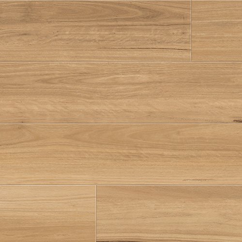Coastal Blackbutt