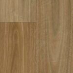 Queensland Spotted Gum